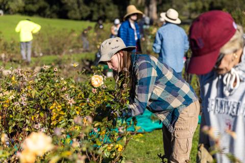 Rose garden volunteer focuses as they prune a rose bush