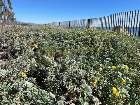 Weeds at east beach 