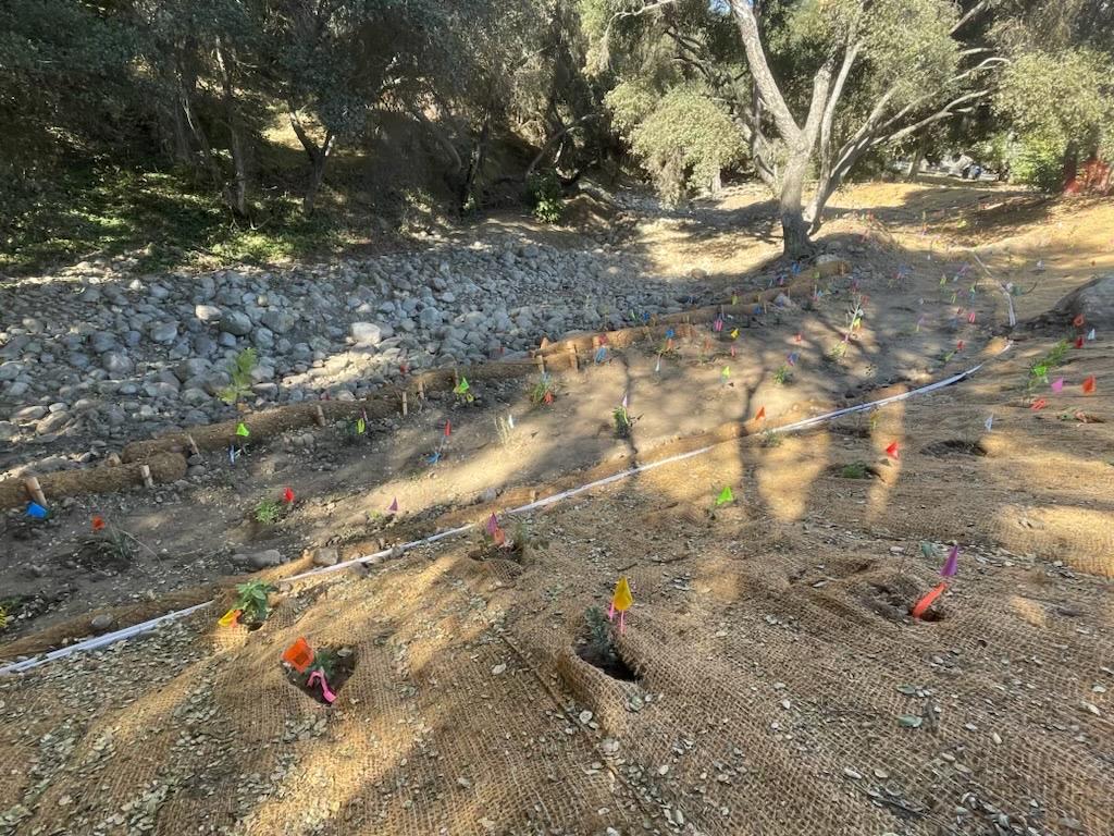 Mission Creek Oak Park Restoration planting area along creek, plants marked with flags. 